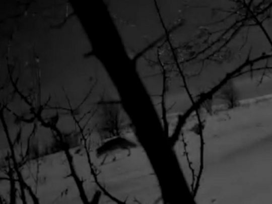 Прикордонники попередили ухилянтів про несподівану загрозу (відео)