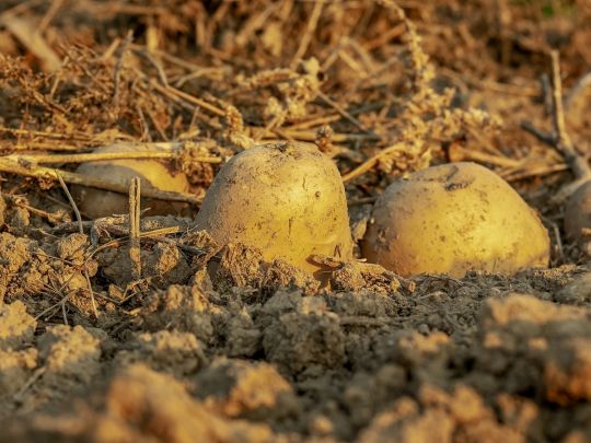 Не знатимете, куди бараболю дівати: як виростити на дачі величезний врожай