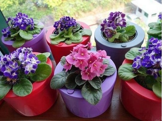 Обов’язково купіть фіалки: найкращі рослини для вирощування на кухні