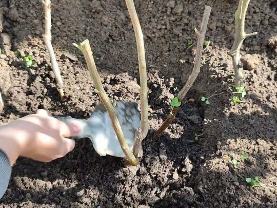 Щоб урожай радував: як правильно посадити смородину навесні