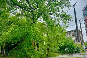 Упали деревья и ветки, перекрывали движение транспорта на одной улице: последствия непогоды в Одессе (обновлено)
