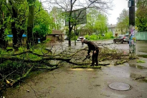 Упали деревья и ветки, перекрывали движение транспорта на одной улице: последствия непогоды в Одессе (обновлено)