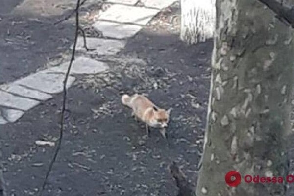 В Одессе чаще стали замечать лисиц: что делать при встрече 
