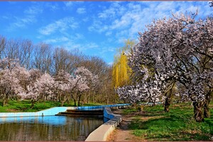 В парке Победы в Одессе цветут деревья (фото)