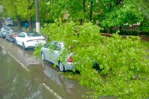 Упали деревья и ветки, перекрывали движение транспорта на одной улице: последствия непогоды в Одессе (обновлено)