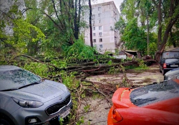 Упали деревья и ветки, перекрывали движение транспорта на одной улице: последствия непогоды в Одессе (обновлено)