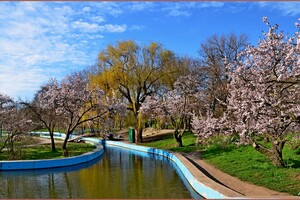 В парке Победы в Одессе цветут деревья (фото)