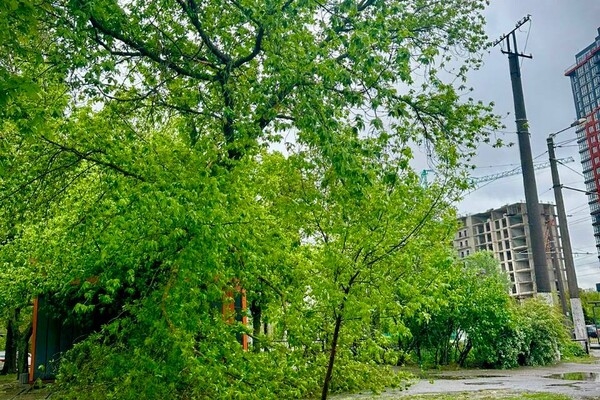 Упали деревья и ветки, перекрывали движение транспорта на одной улице: последствия непогоды в Одессе (обновлено)