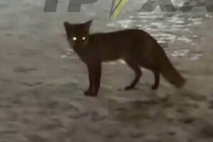 В Одессе чаще стали замечать лисиц: что делать при встрече 