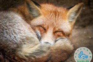 В Одессе чаще стали замечать лисиц: что делать при встрече 