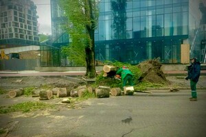 Упали деревья и ветки, перекрывали движение транспорта на одной улице: последствия непогоды в Одессе (обновлено)