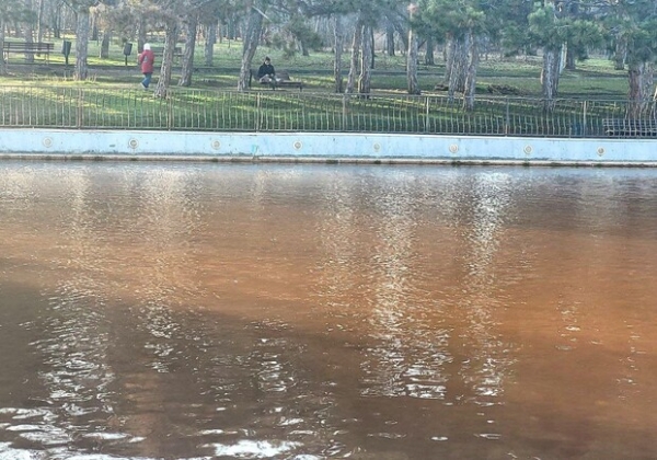Коричневая вода в пруду в одесском парке Победы: в гордепартаменте экологии рассказали о причине