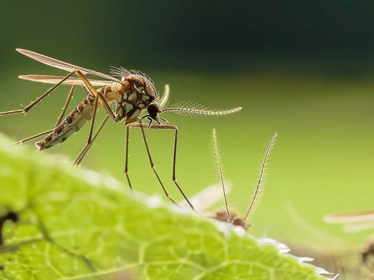 Як позбавитися від комарів за допомогою пластикової пляшки (фото)