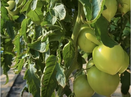 Скручується листя у томатів: аграрій розповів, як з цим боротися