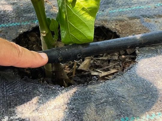 Забудьте про відра і лійки: як самостійно налагодити крапельний полив на дачі чи городі