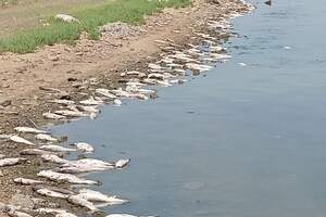 Жара: на Хаджибейском лимане снова заметили мор рыбы