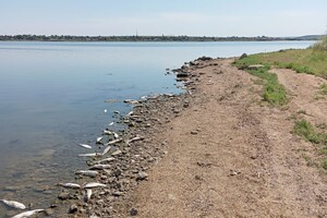 Жара: на Хаджибейском лимане снова заметили мор рыбы