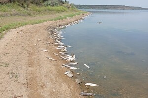 Жара: на Хаджибейском лимане снова заметили мор рыбы