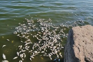 В Одессе и пригороде с утра чувствовался неприятный запах: причина