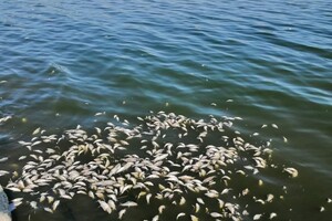 В Одессе и пригороде с утра чувствовался неприятный запах: причина