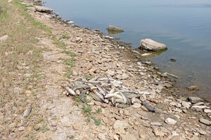 Жара: на Хаджибейском лимане снова заметили мор рыбы
