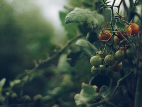 Школа городника: обов'язково зробіть це з кущами томатів у липні