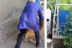 В Одесской области бесплатно вакцинируют животных от бешенства: куда обращаться