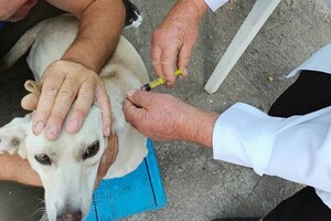 В Одесской области бесплатно вакцинируют животных от бешенства: куда обращаться