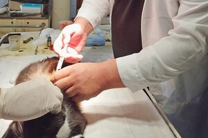 В Одесской области бесплатно вакцинируют животных от бешенства: куда обращаться