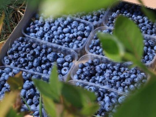 Блакитне золото: як українська лохина завойовує світ