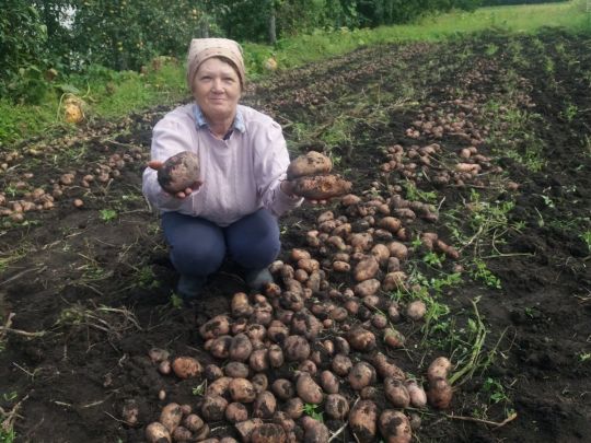 Як зберігати картоплю: прості правила, щоб вона цілий рік була смачною та корисною