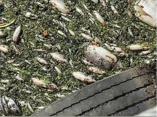 Риба дохне, вода змінила колір: у Держекоінспекції зробили важливу заяву про якість води у Сеймі та Десні
