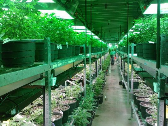 В Україні запрацював закон про медичний канабіс: як це буде