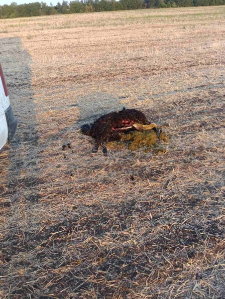 Зграя вовків влаштувала різанину на Одещині: загинули сотні овець, пастуха рятують лікарі (фото)