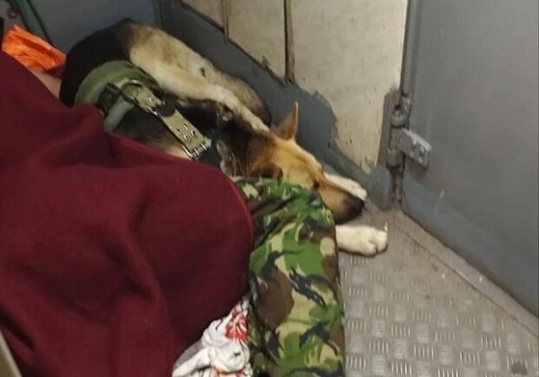 В поезде Одесса-Ковель военнослужащий спал в тамбуре вместе со своей собакой: что говорят в "Укрзалізниці"