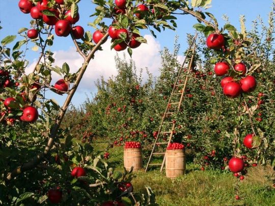 Школа городника: коли та чим підгодувати плодові дерева та чагарники у вересні