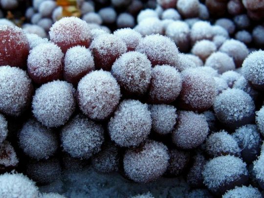 Є кілька секретів: як правильно заморожувати виноград