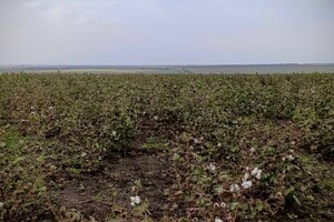 Эксперимент: одесские аграрии все-таки вырастили свой порох