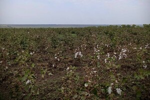 Эксперимент: одесские аграрии все-таки вырастили свой порох
