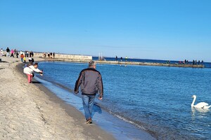 На Ланжероне поселился лебедь: горожан просят об одолжении