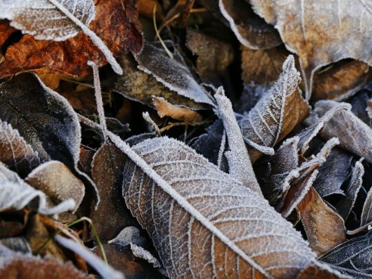 Вдягніться тепліше: коли чекати перших морозів у Києві