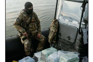 С острова Змеиный эвакуировали котов