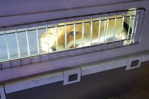 В Одессе спасли лиса из катакомб: он попал там в ловушку 