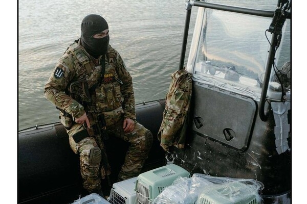 С острова Змеиный эвакуировали котов