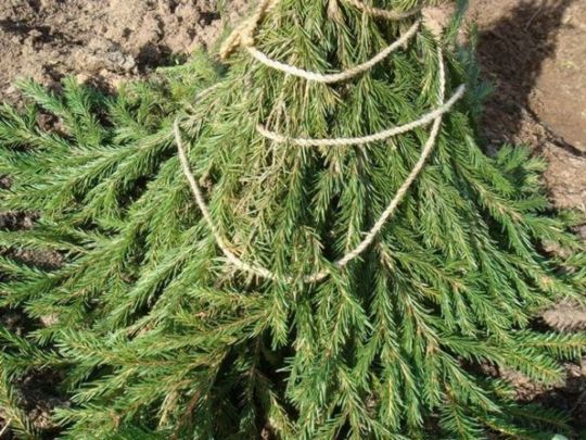 Дачнику на замітку: як допомогти молодим деревам перезимувати