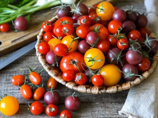 Гарні лише на продаж: відома городниця розповіла, чому вирішала відмовитись від вирощування кольорових помідорів