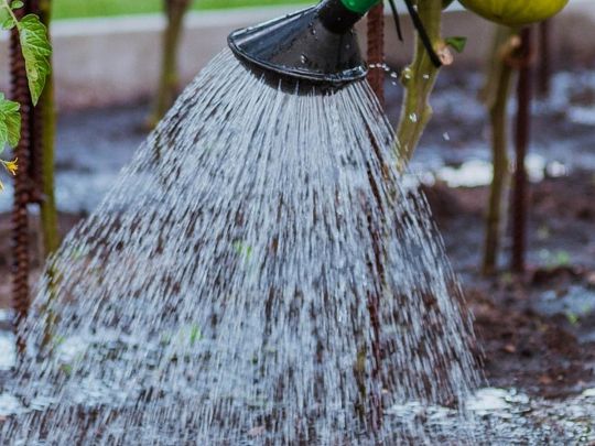 Не шкодуйте води: що потрібно встигнути зробити в саду до морозів