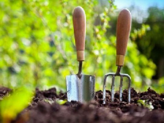 Місячний посівний календар на 2025 рік: коли і чим зайнятися городнику на дачі