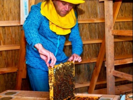 Звукові частоти від дзижчання бджіл оздоровлюють: апітерапевт Ольшанський про «Лікувальне ліжко в піраміді»