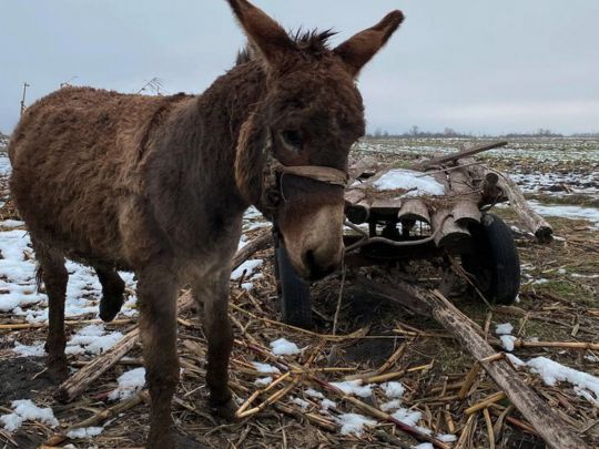 Росіяни ще не воюють на гіроскутерах, але вже використовують віслюків